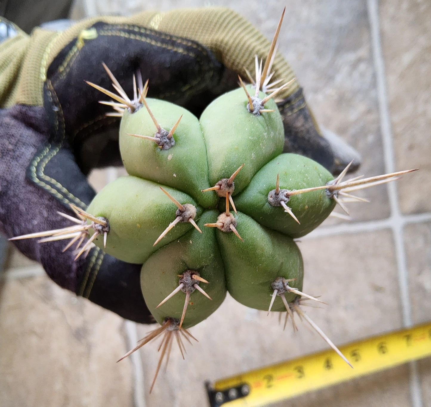 T. Lost Label Cactus Cutting