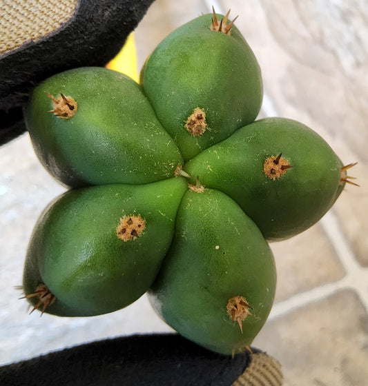 T. 'Cactus Arizona Scop'
