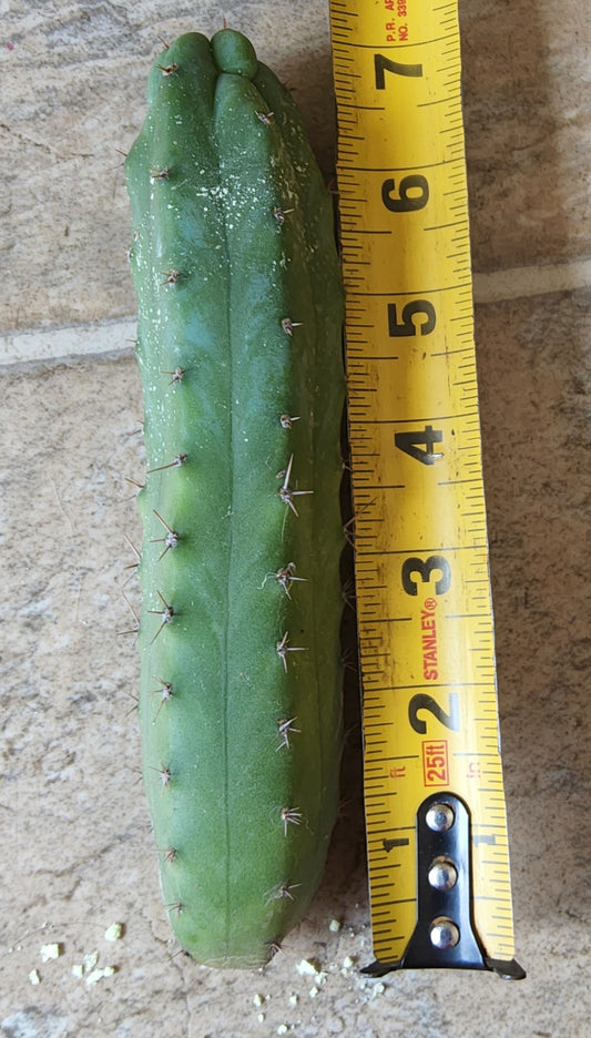 T. 'Kimura's Giant x Bridge' Cutting