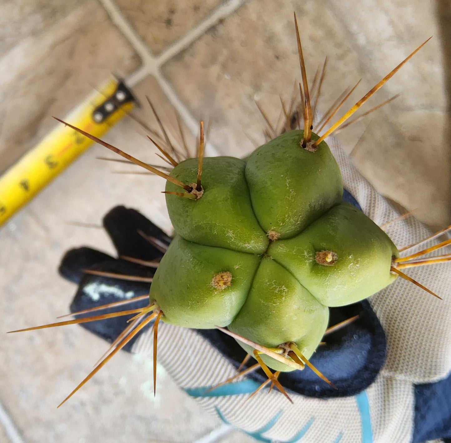 T. Lost Label Bridge Cactus Cutting