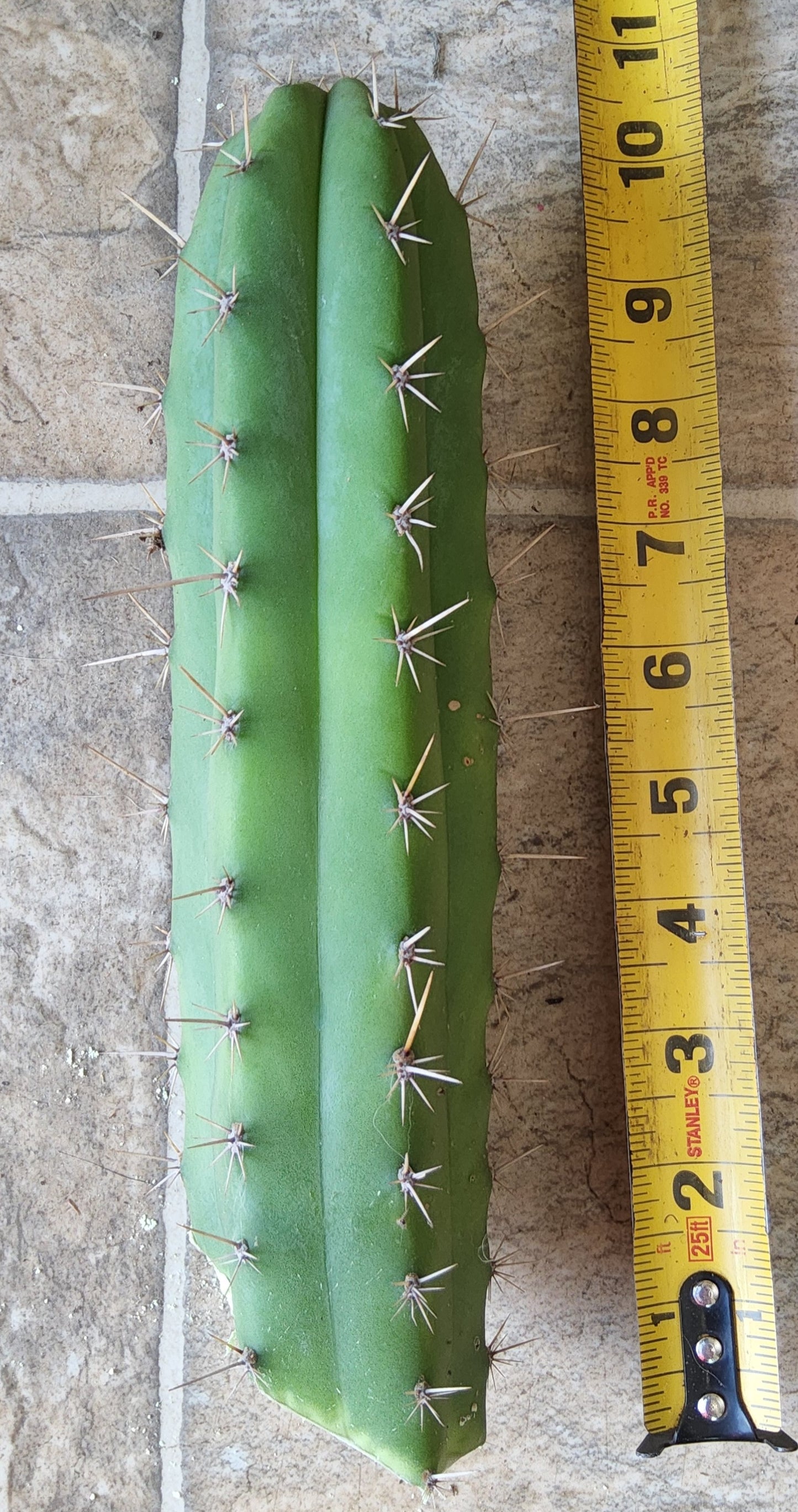 T. Lost Label Cactus Cutting
