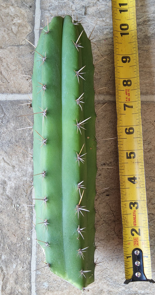 T. Lost Label Cactus Cutting