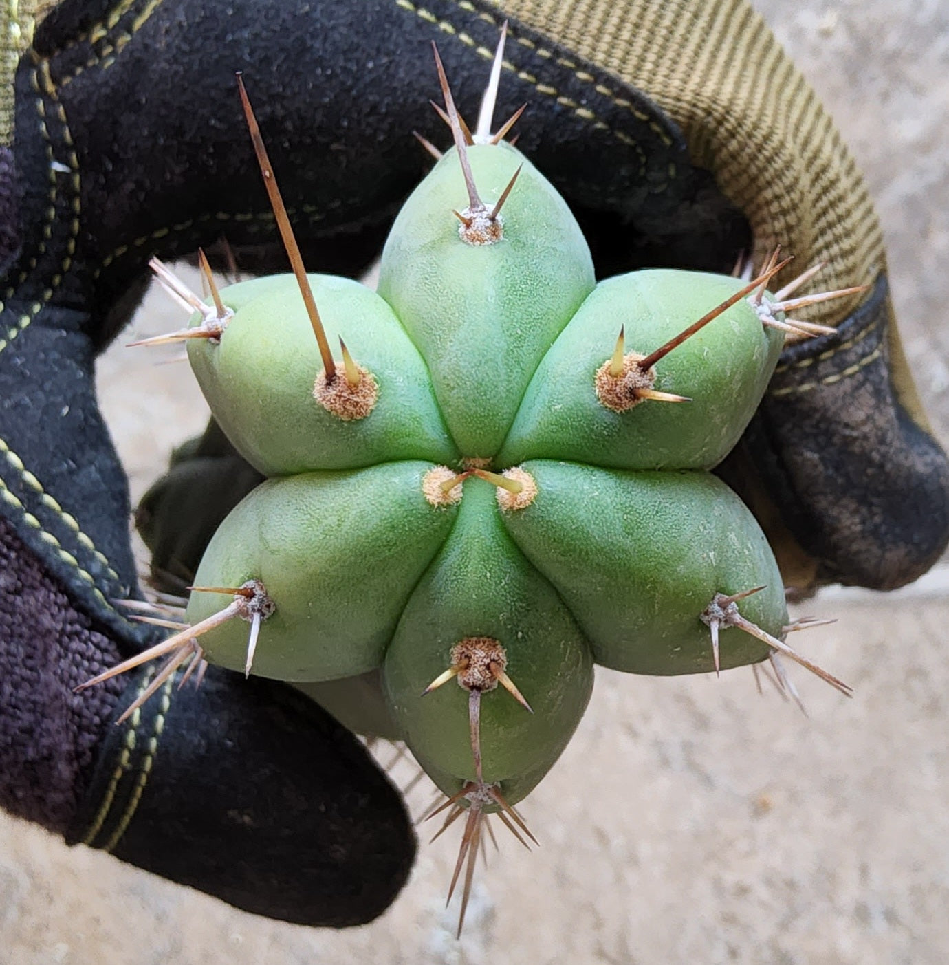 oceanside succulents T. 'Oceanside 02' Cactus Cutting