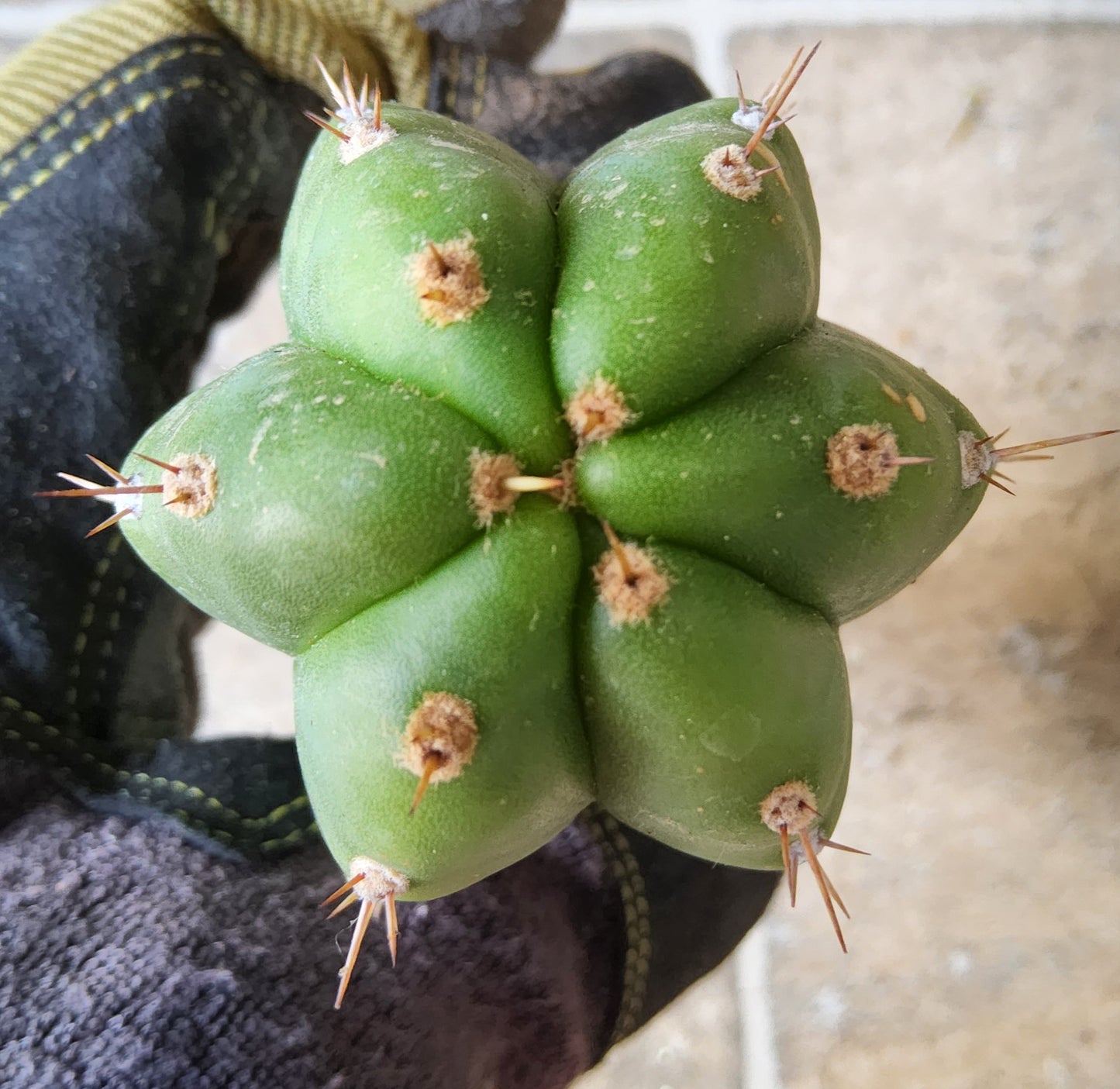T. pach x pallarensis