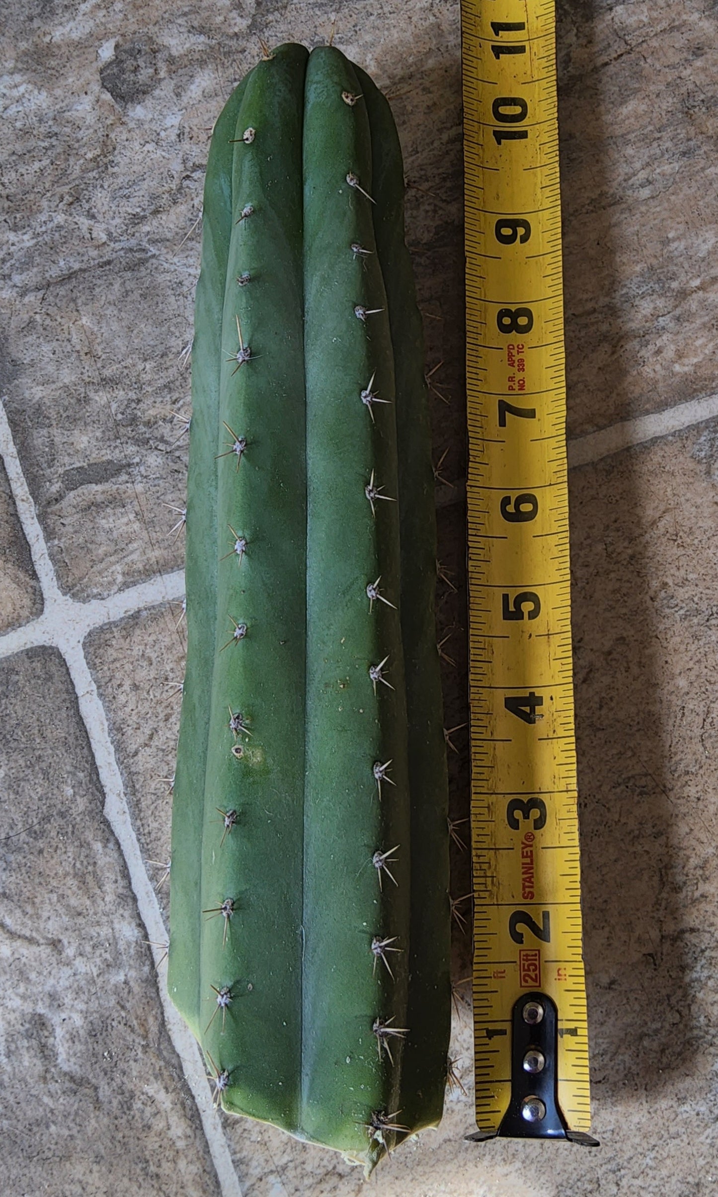 T. 'DAFQ' Cutting