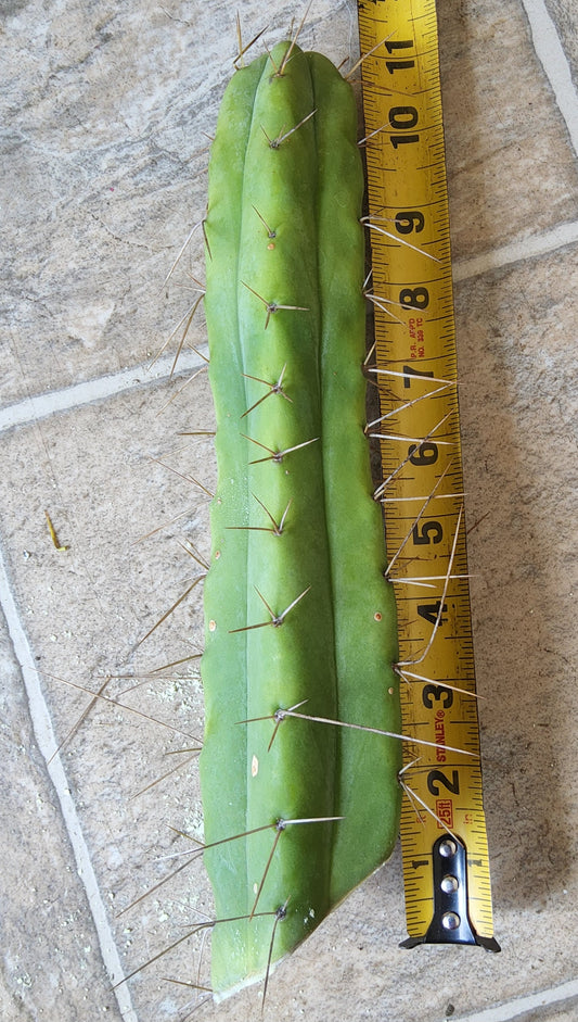T. Lost Label Bridge Cactus Cutting