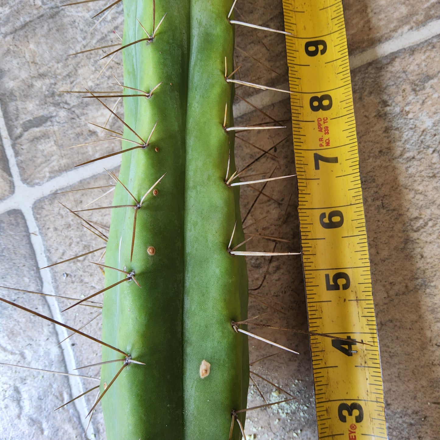 T. Lost Label Bridge Cactus Cutting