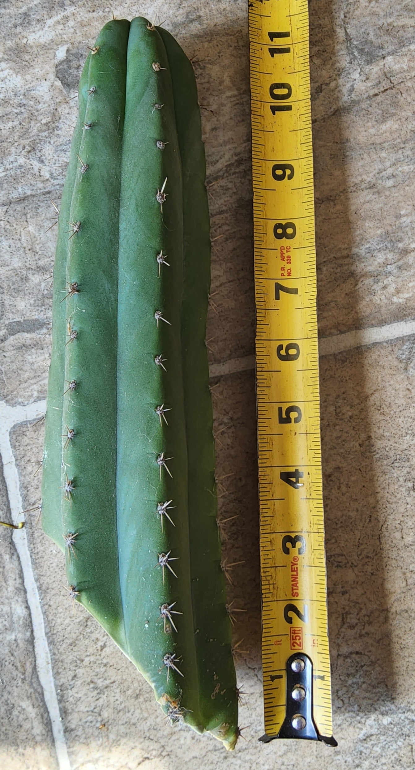 T. 'DAFQ' Cutting