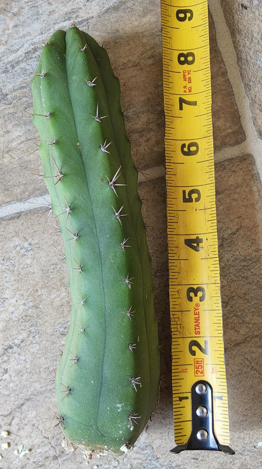 T. 'Kimura's Giant x Bridge' Cutting