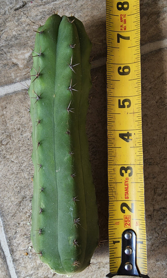 T. 'Kimura's Giant x Bridge' Cutting