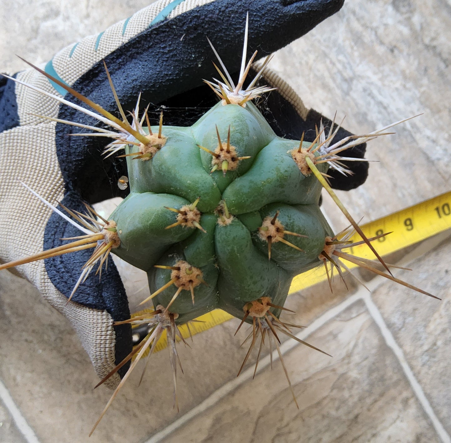 T. 'Clyde x Sharxx Blue' Live Cactus Cutting