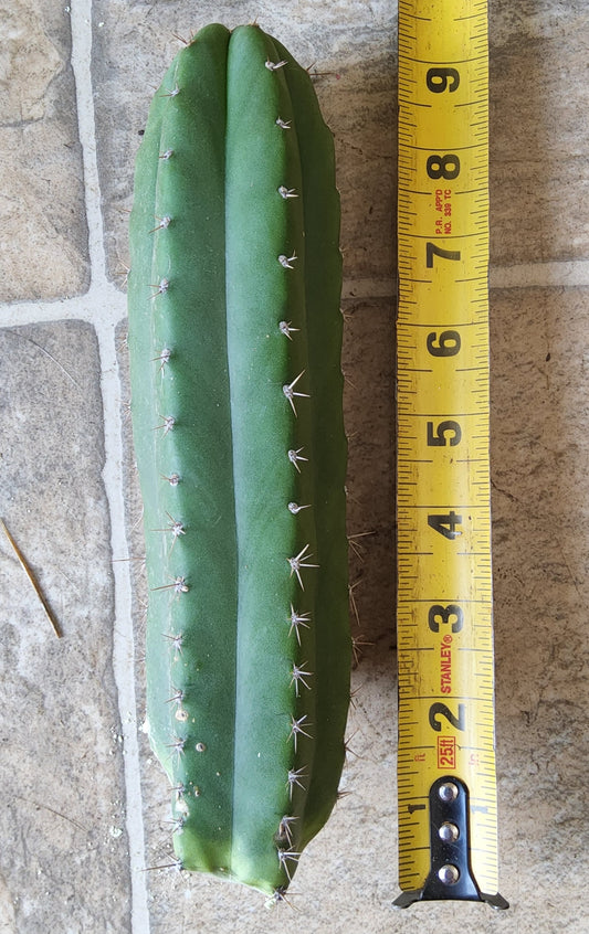 T. pach x pallarensis