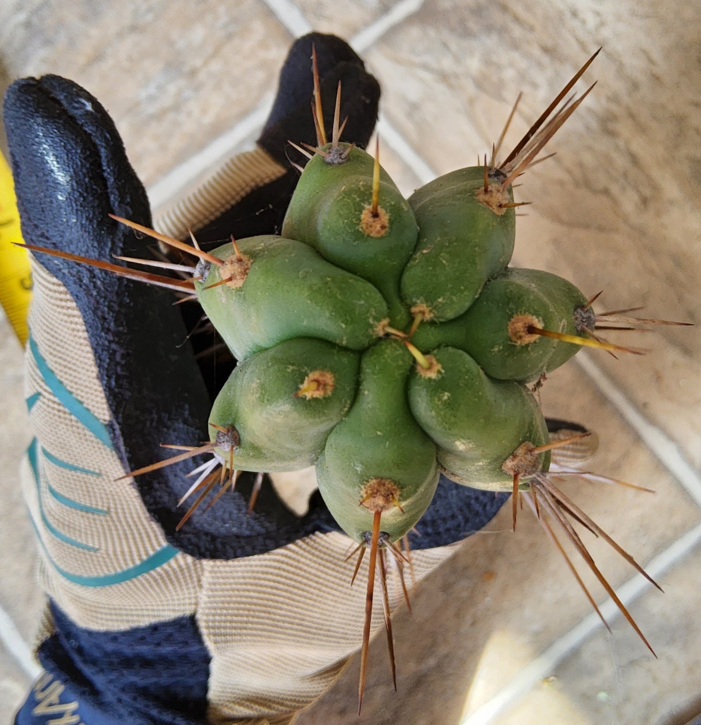 T. (SS02 x SS01) x Huarazensis