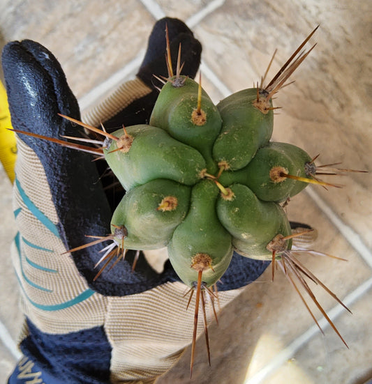 T. (SS02 x SS01) x Huarazensis