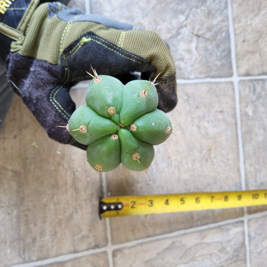 T. 'DAFQ' Cactus Cutting