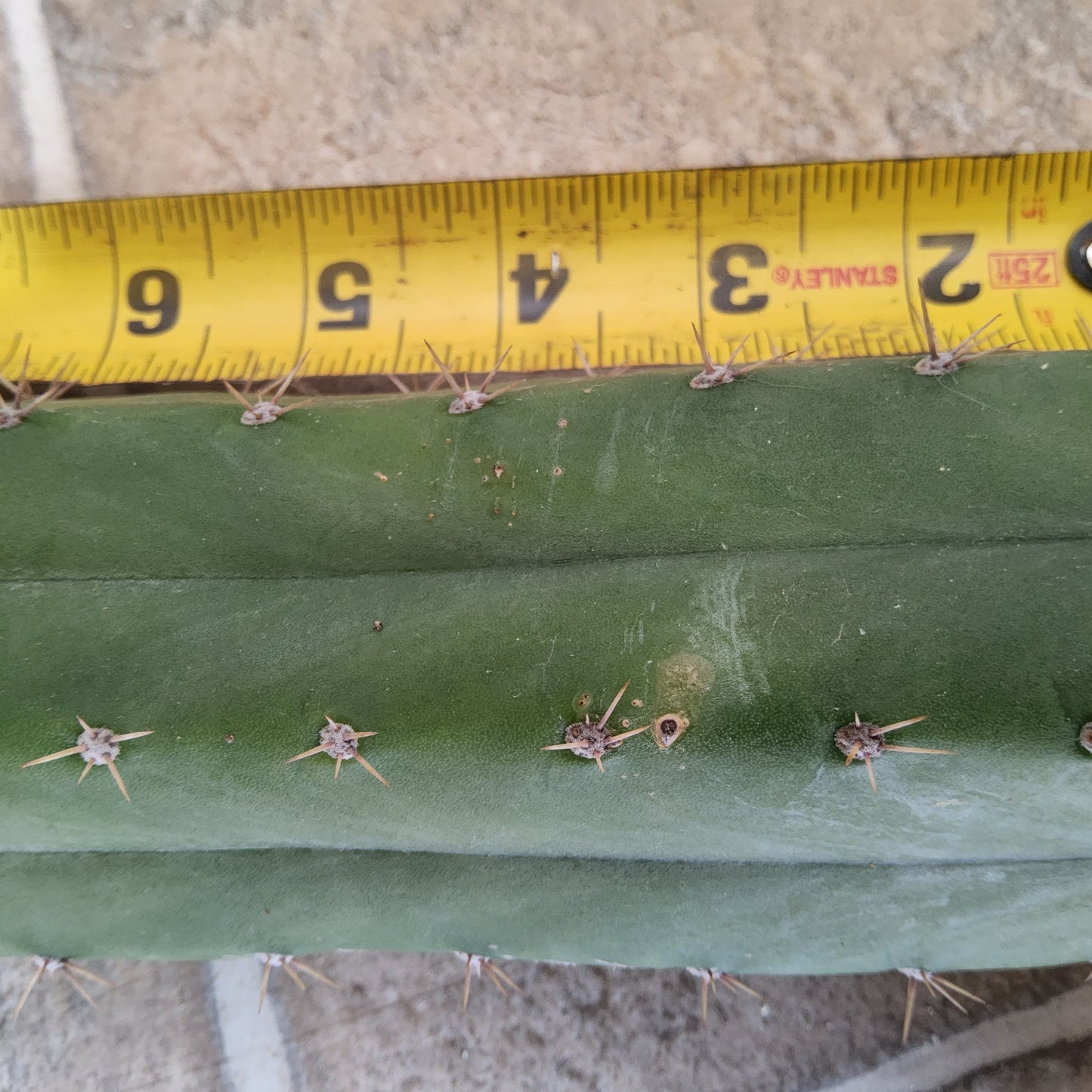 T. 'DAFQ' Cactus Cutting