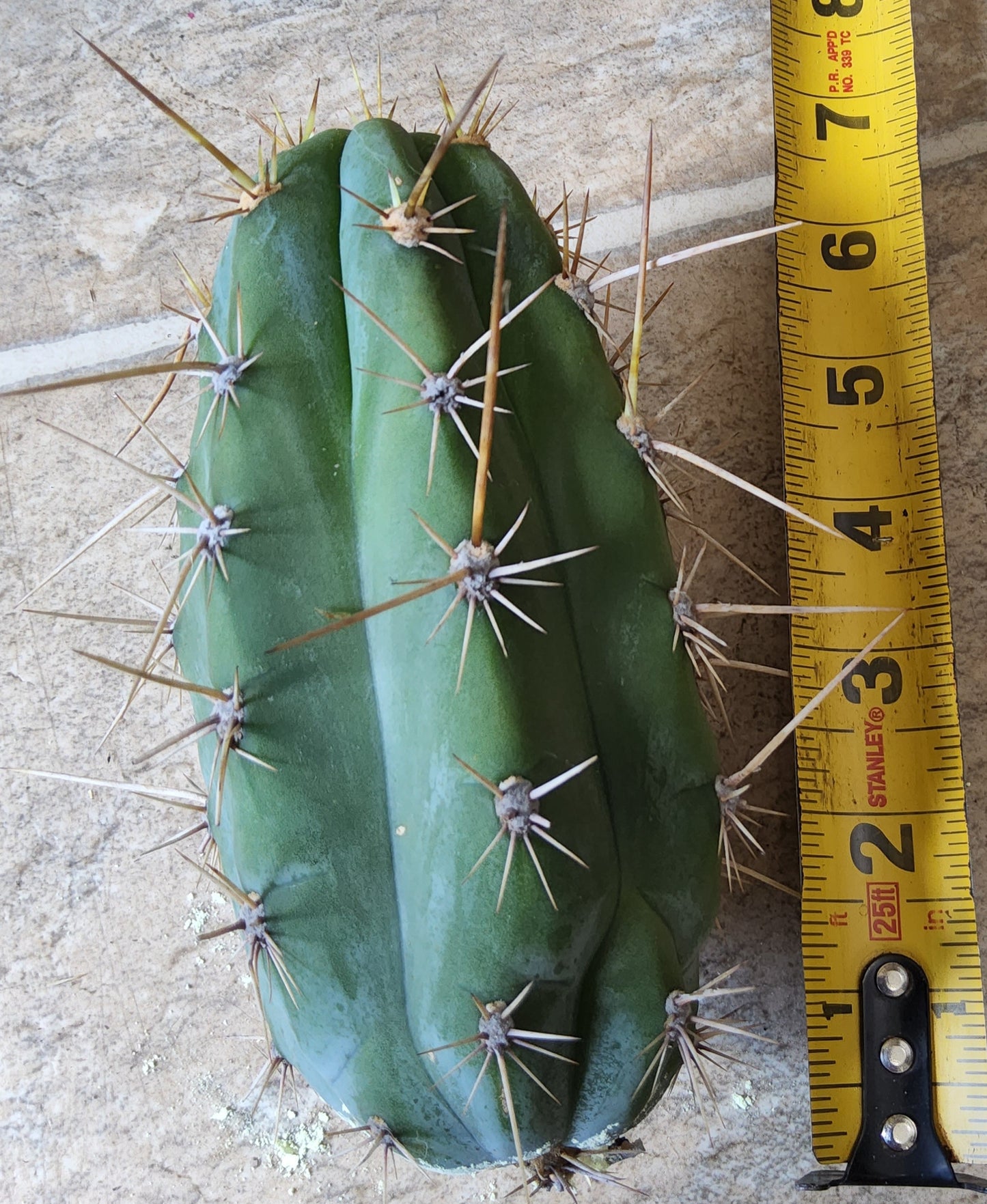 T. 'Clyde x Sharxx Blue' Live Cactus Cutting