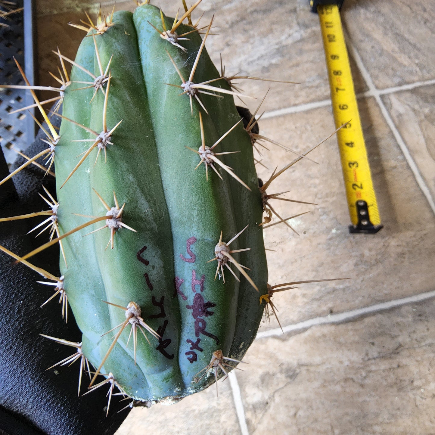 T. 'Clyde x Sharxx Blue' Live Cactus Cutting