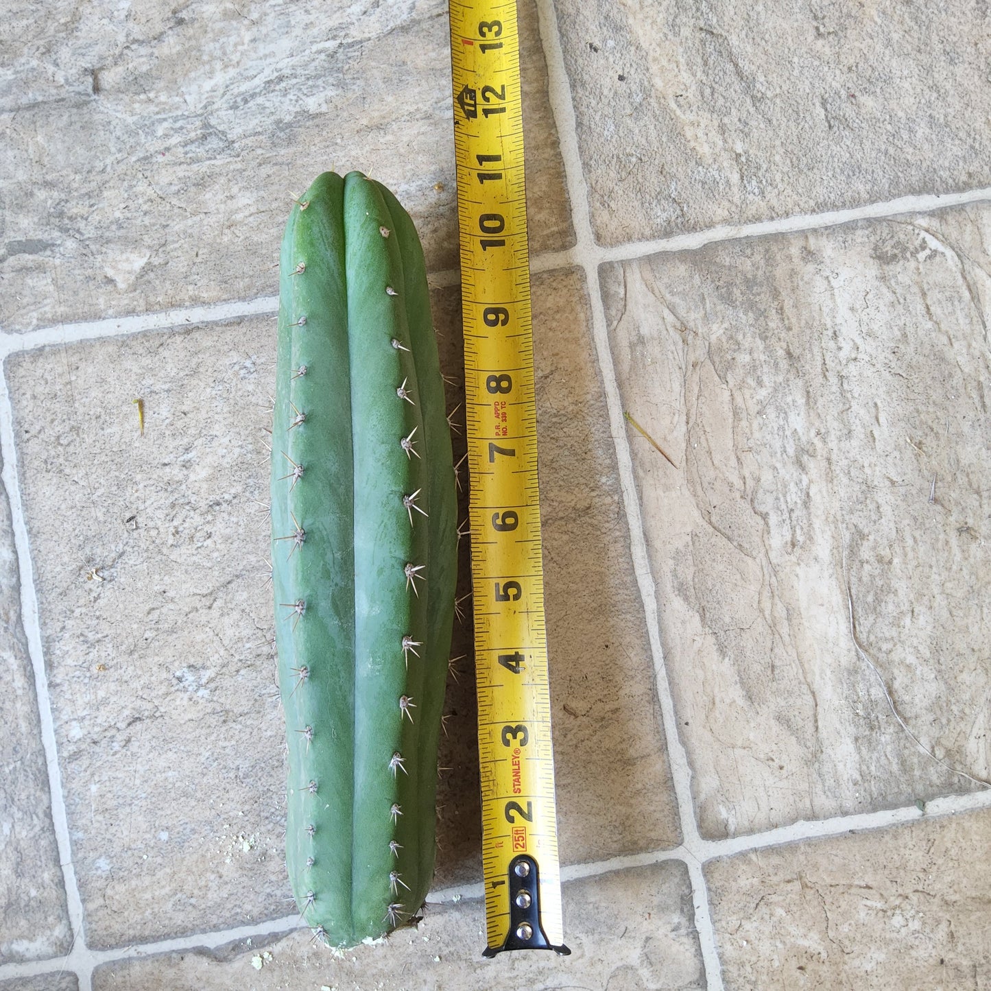 T. 'DAFQ' Cutting