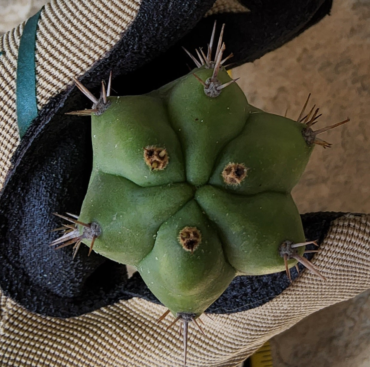 T. 'Kimura's Giant x Bridge' Cutting