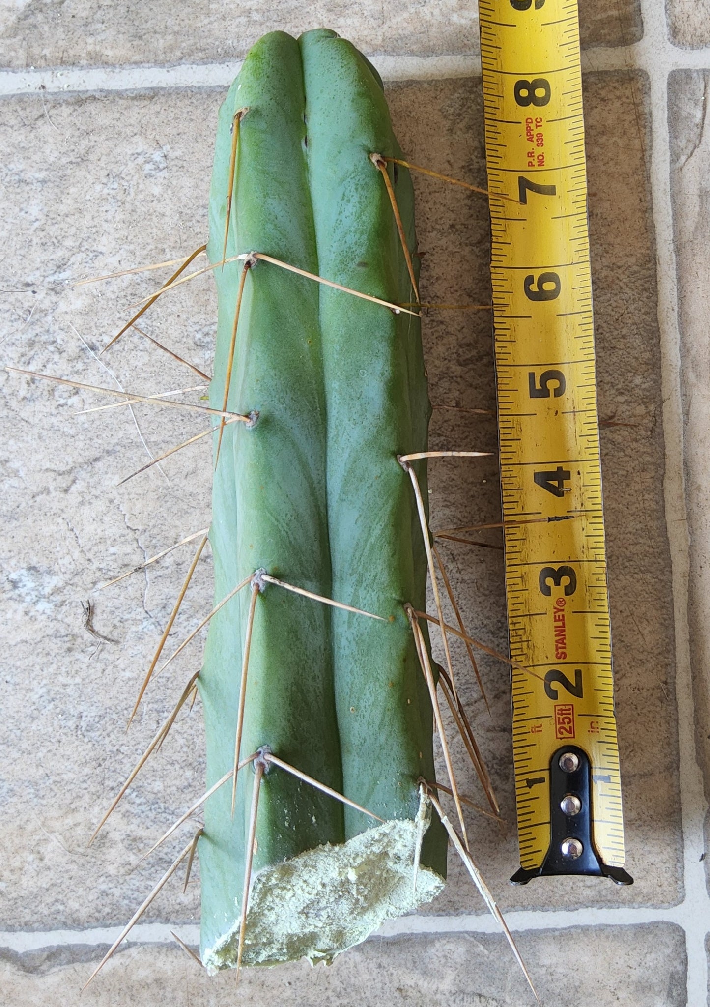 T. Lost Label Bridge Cactus Cutting