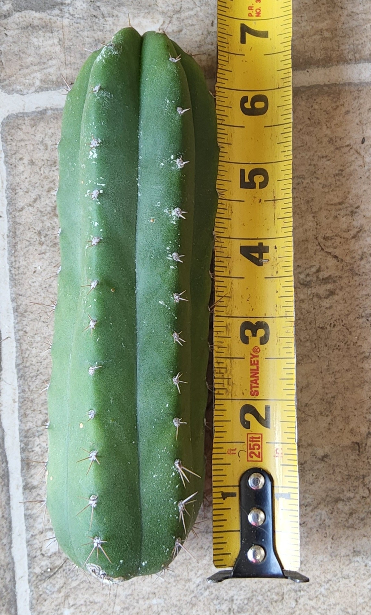 T. pach x pallarensis