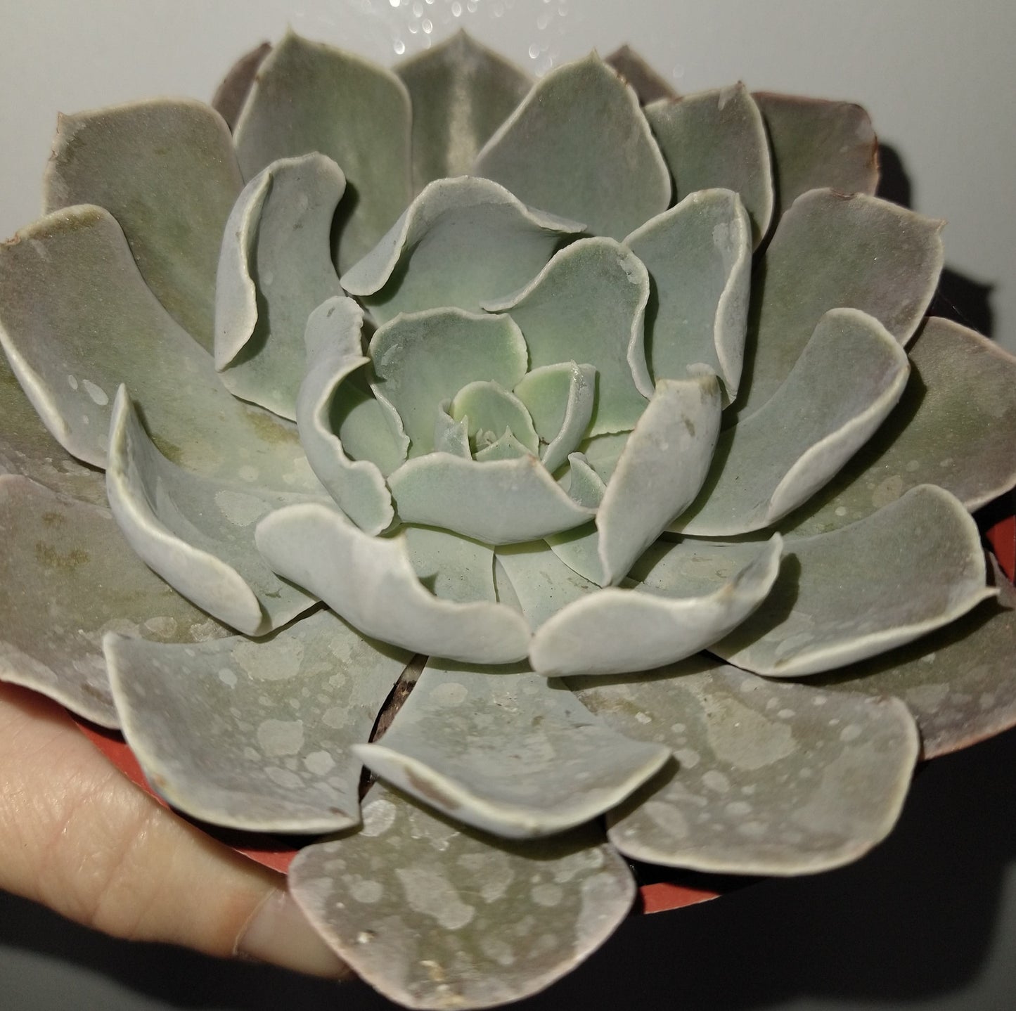 Echeveria 'Gray Curl' 4 inch Live Succulents