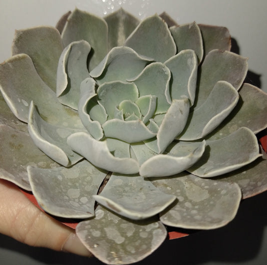 Echeveria 'Gray Curl' 4 inch Live Succulents