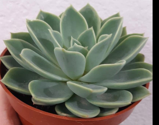 Echeveria 'Blue Atoll' 4 Inch Live Succulent