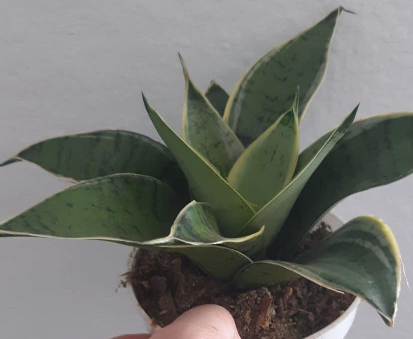 Sansevieria hahnii Silver Star 4 Inch Live Houseplant