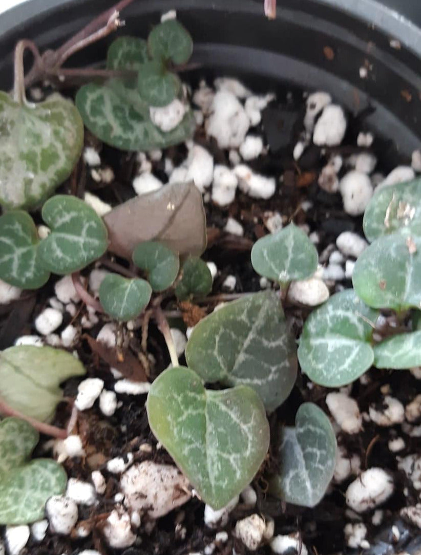 Ceropegia woodii aka String of Hearts 4" Live Houseplant