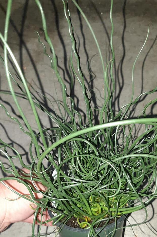 Juncus Spiral 4 Inch Live Houseplant