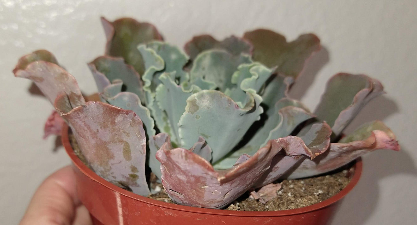 Echeveria 'Blue Curls' 4" Live Succulent