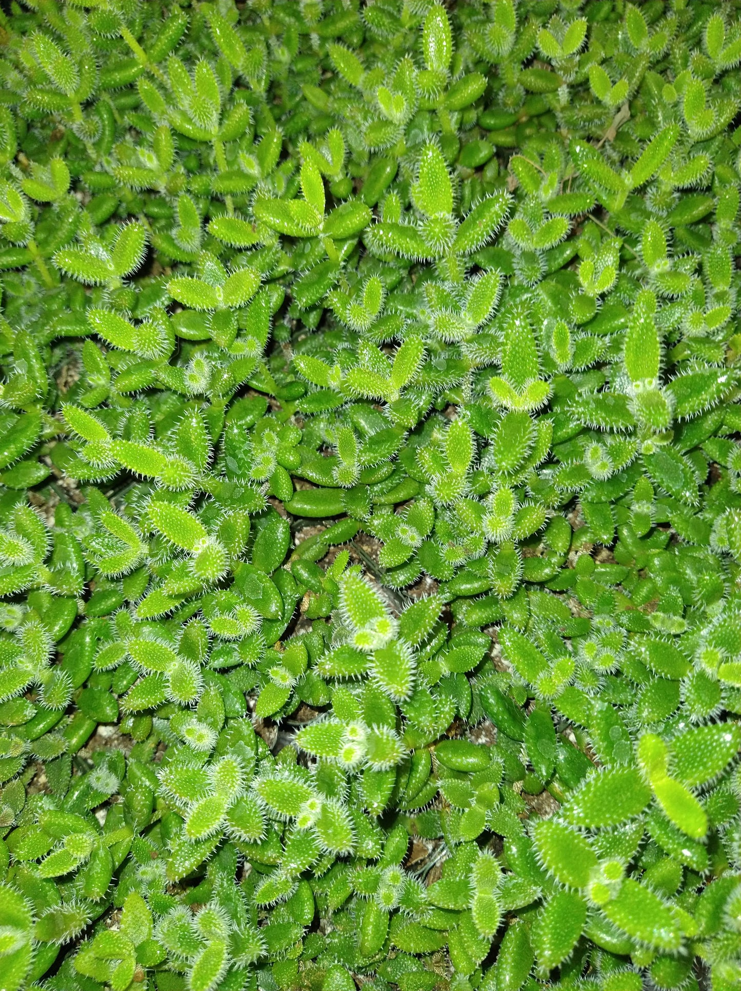 Delosperma echinatum aka Pickle Plant 2" Live Succulent