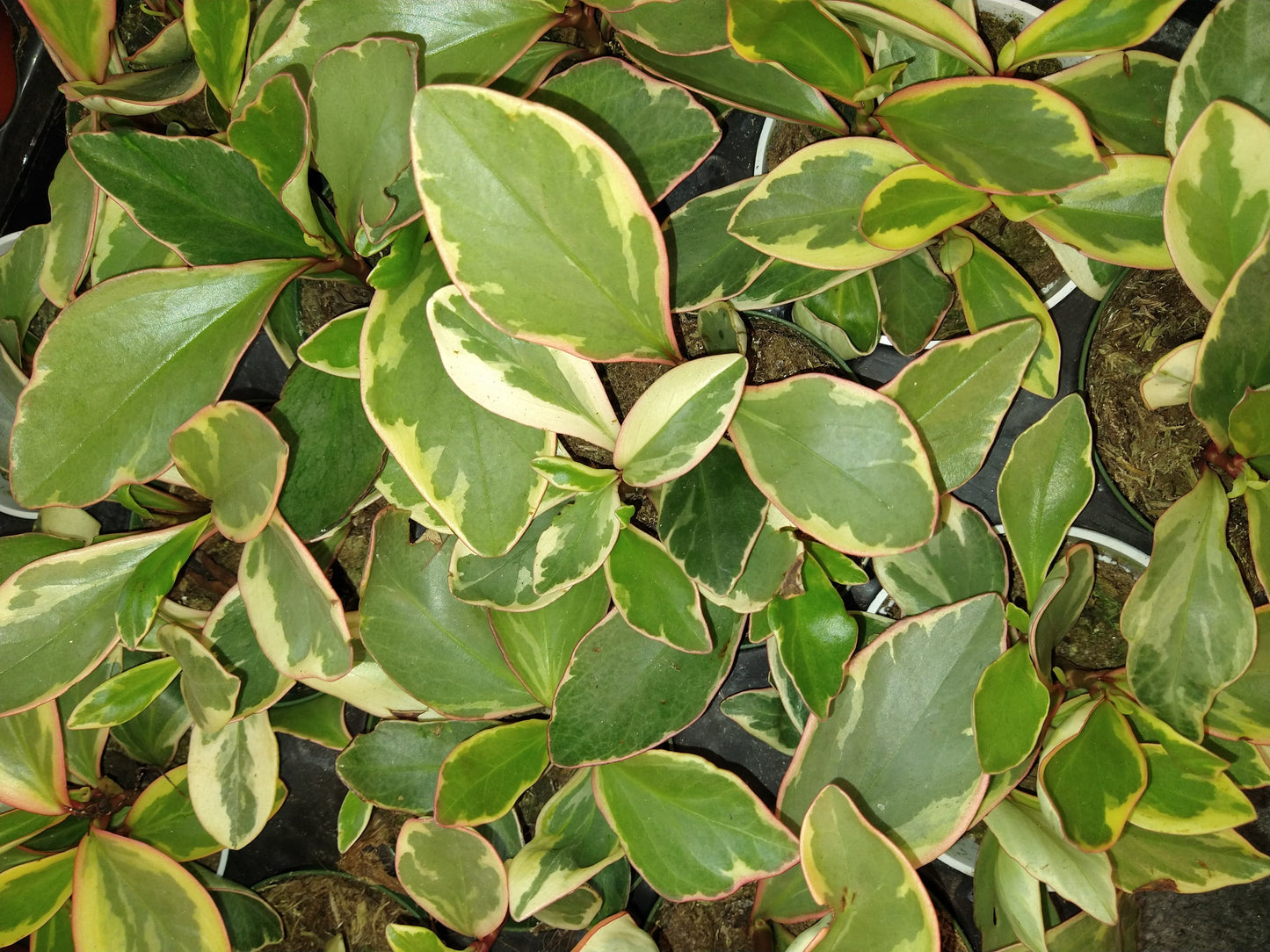 Peperomia 'Ginny' 4" Live Houseplant