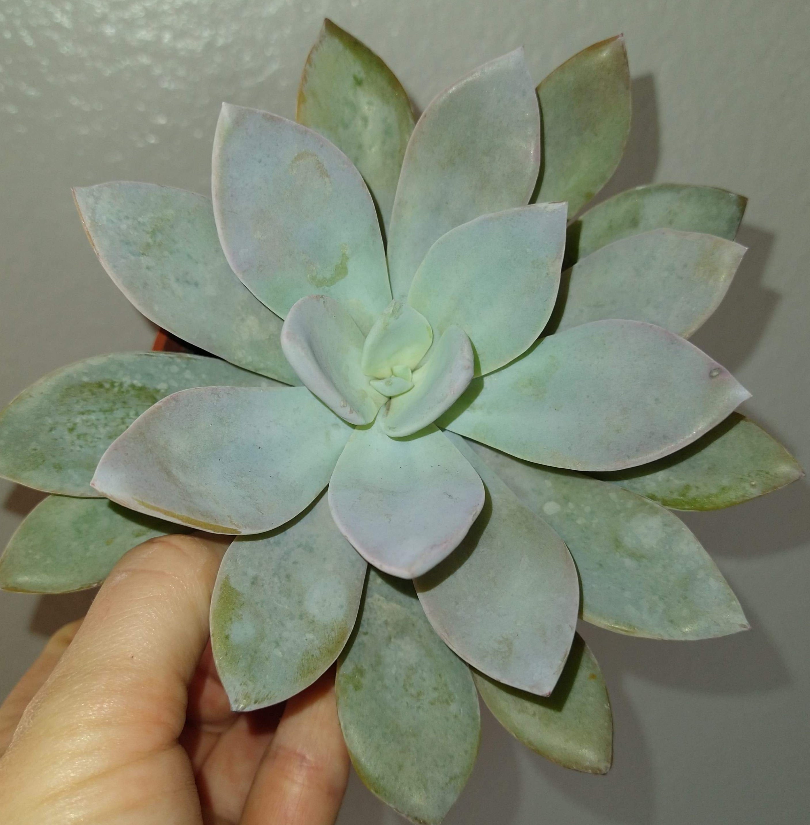 cante succulent Echeveria 'Cante' hybrid 4" Live Succulent – Phoenix Rising Succulents