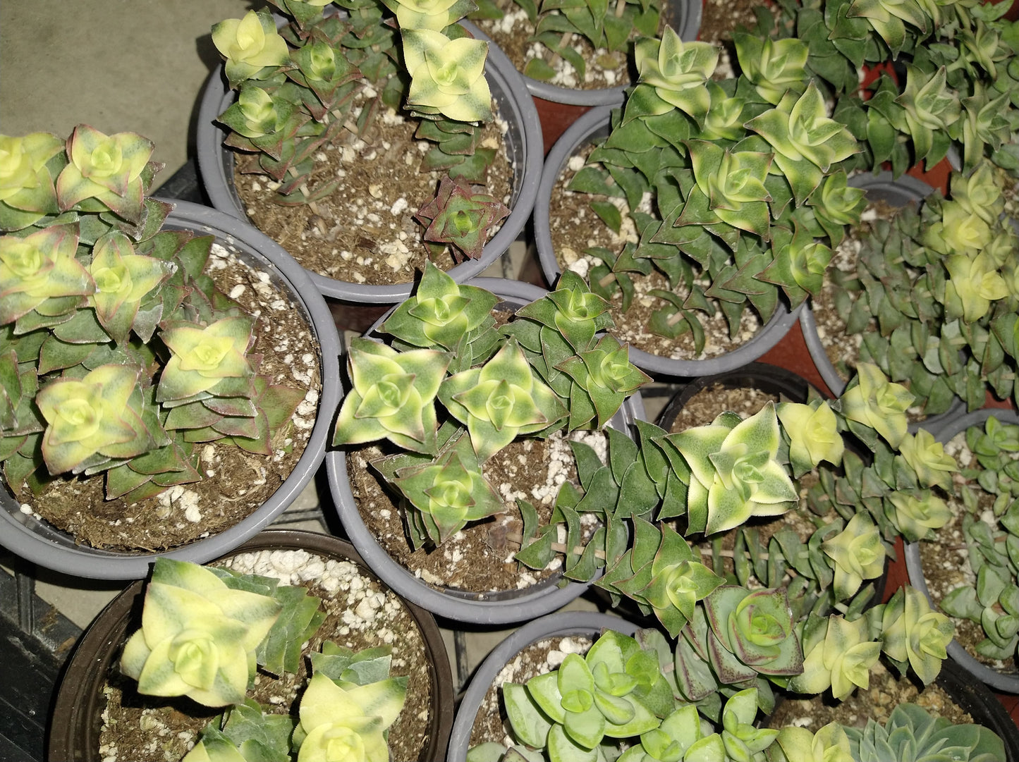 Crassula perforata variegata 4" Live Succulent