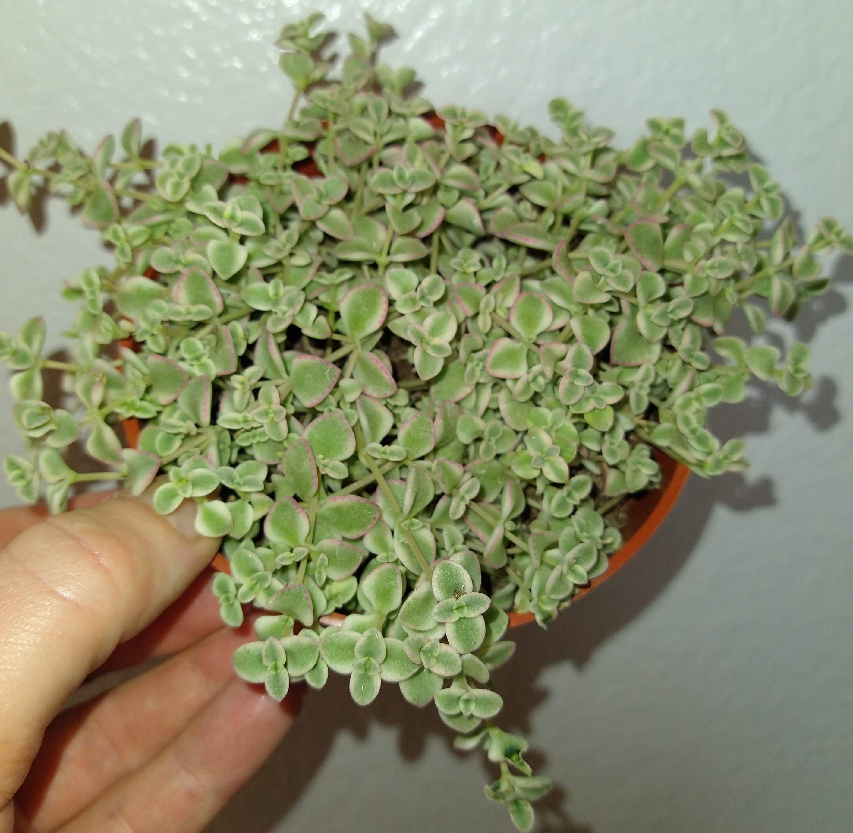 tri color sedum succulent Sedum spurium 'Tricolor' 4" Live Succulent – Phoenix Rising Succulents