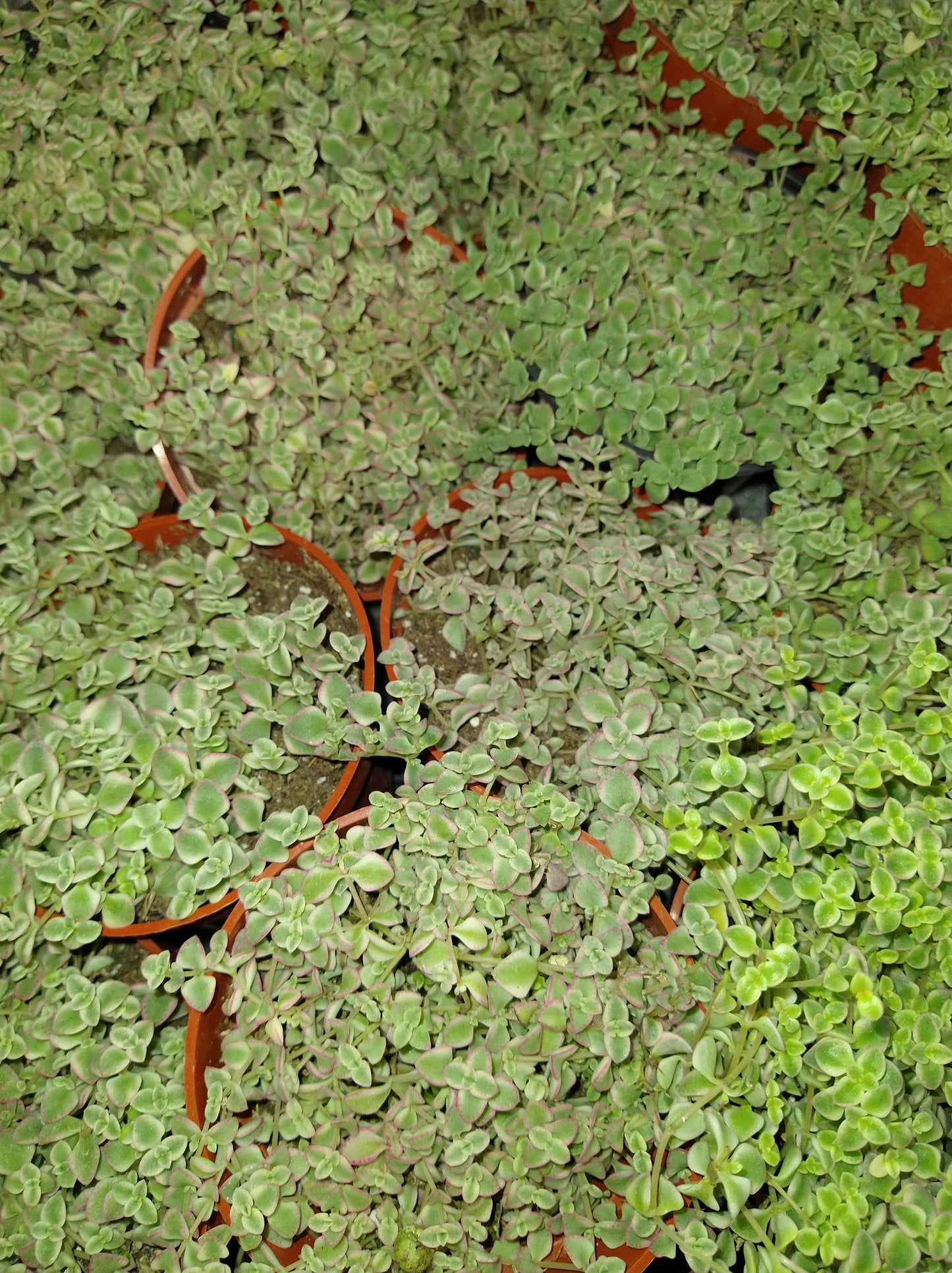 Sedum spurium 'Tricolor' 4" Live Succulent