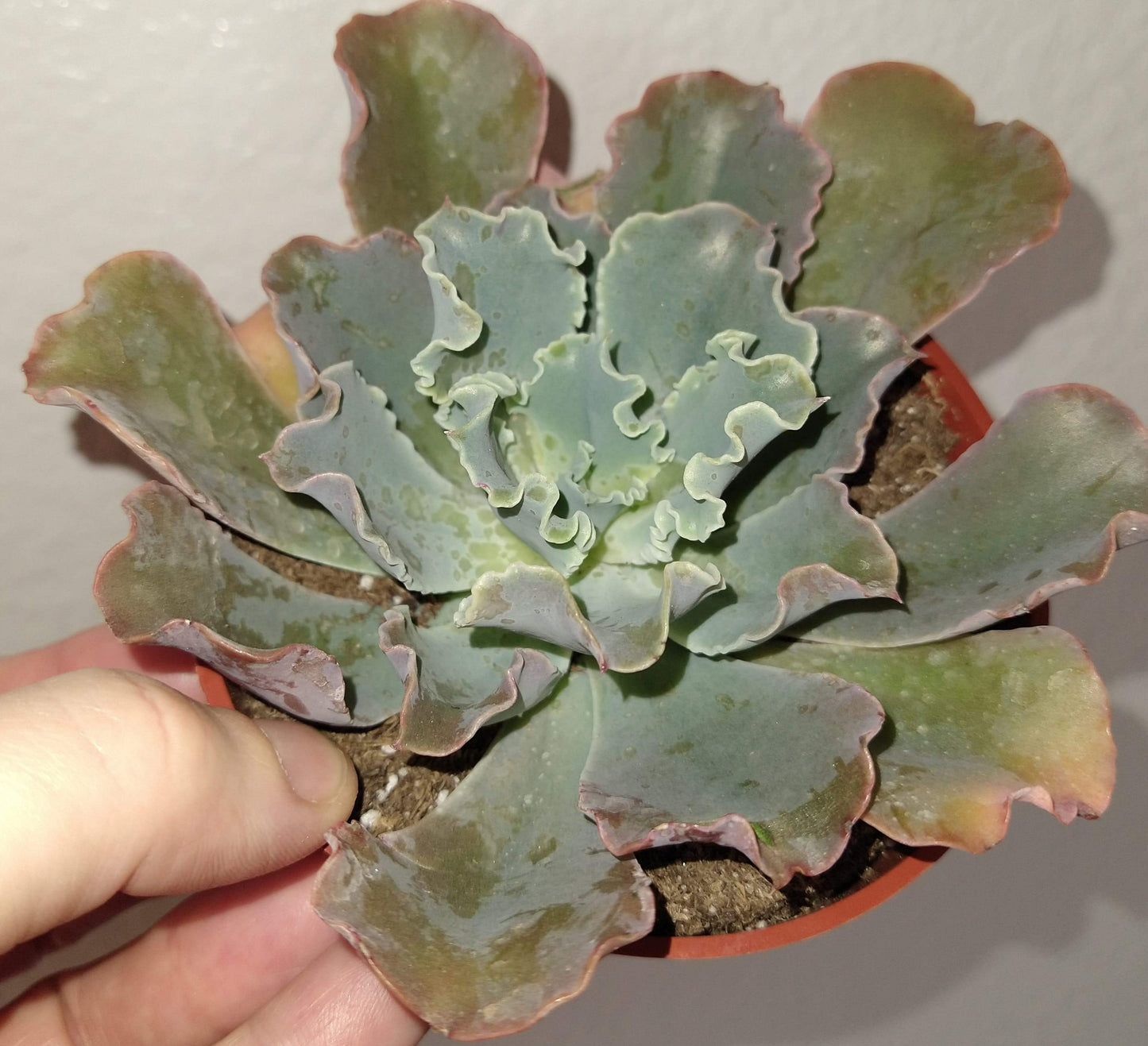Echeveria 'Blue Curls' 4" Live Succulent