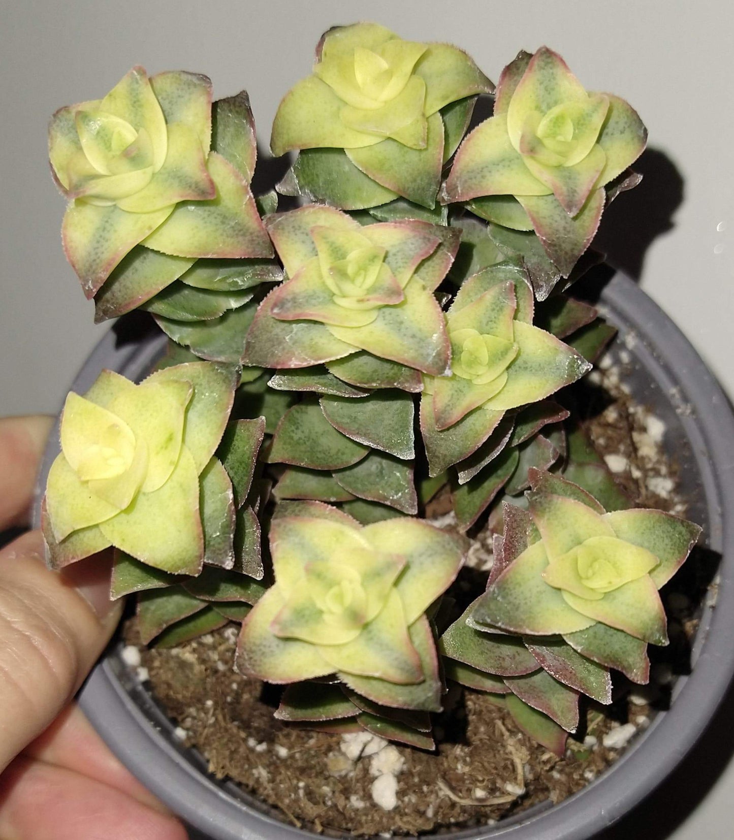 Crassula perforata variegata 4" Live Succulent