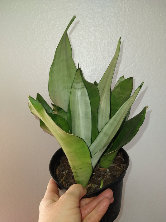 Sansevieria trifasciata "Moonshine" 6" Live Houseplant