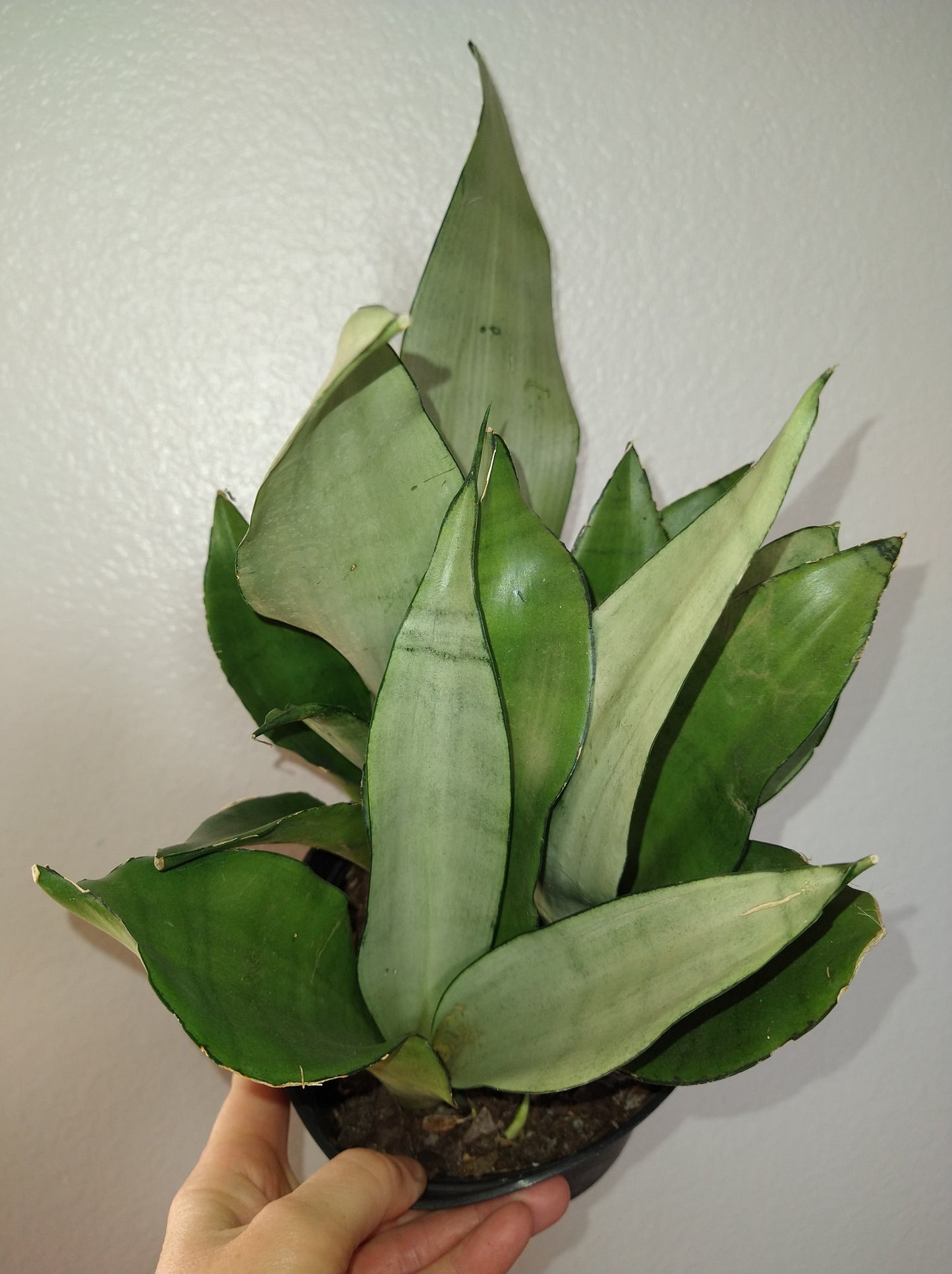 Sansevieria trifasciata "Moonshine" 6" Live Houseplant