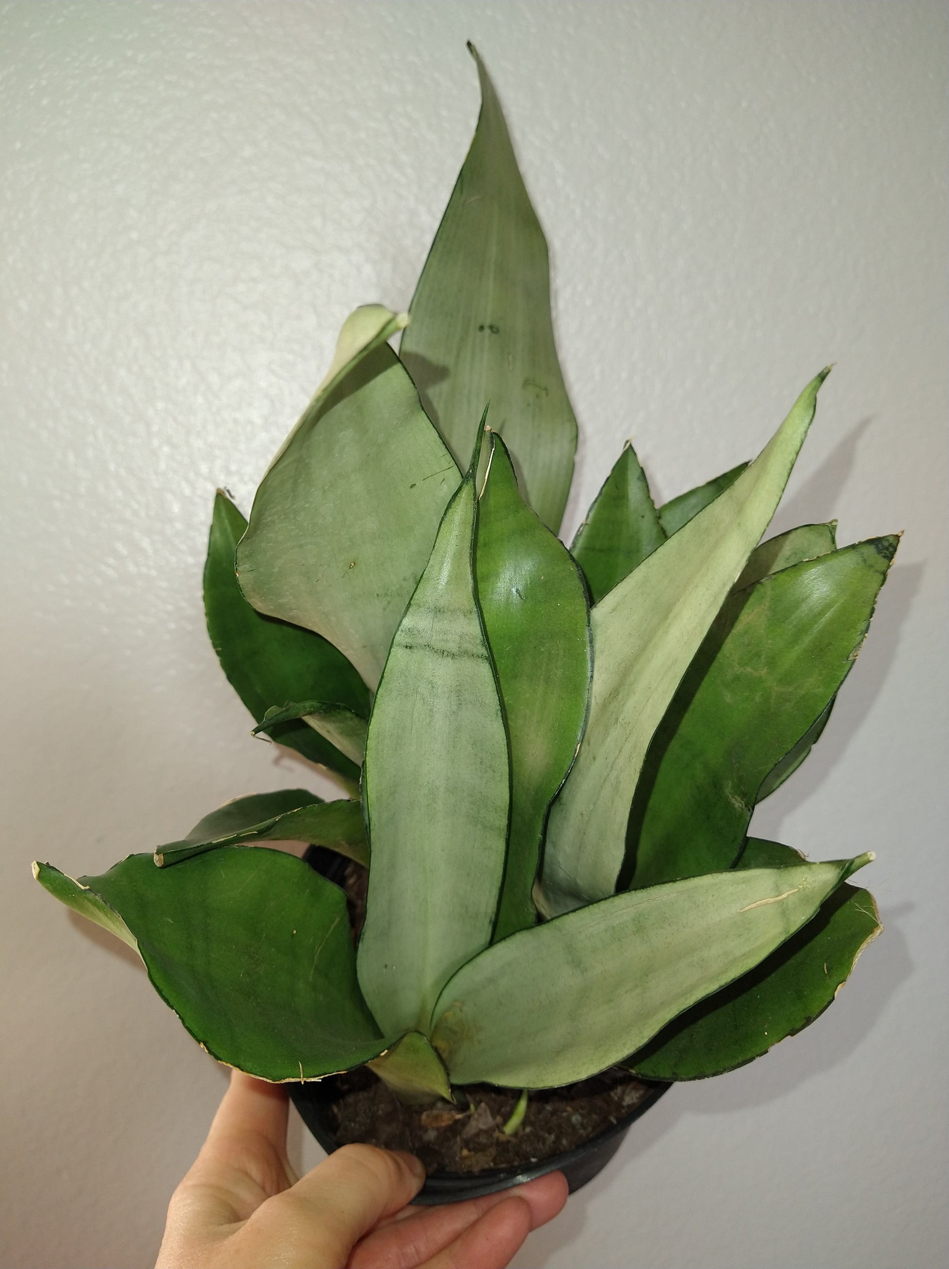 Sansevieria trifasciata "Moonshine" 6" Live Houseplant