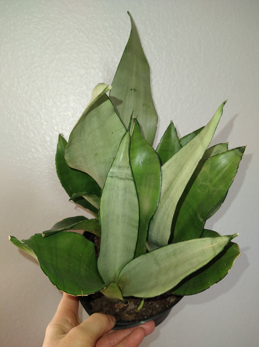 Sansevieria trifasciata "Moonshine" 6" Live Houseplant