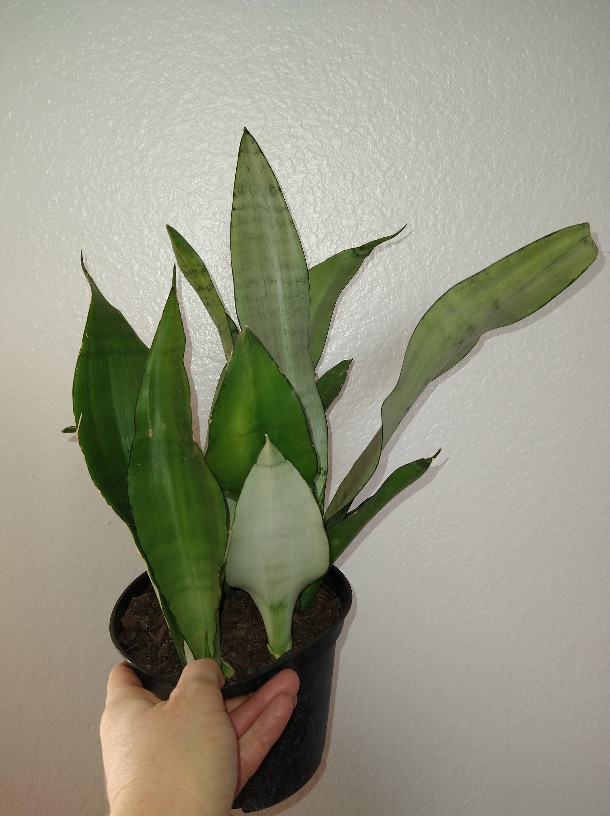 Sansevieria trifasciata "Moonshine" 6" Live Houseplant