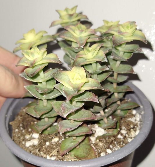Crassula perforata variegata 4" Live Succulent