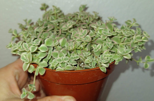 Sedum spurium 'Tricolor' 4" Live Succulent
