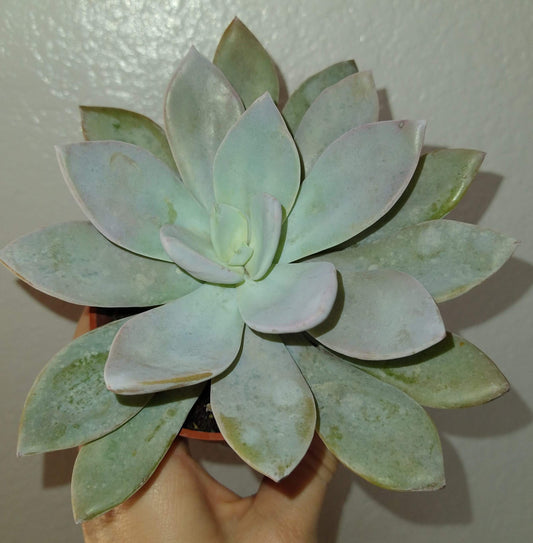 Echeveria 'Cante' hybrid 4" Live Succulent