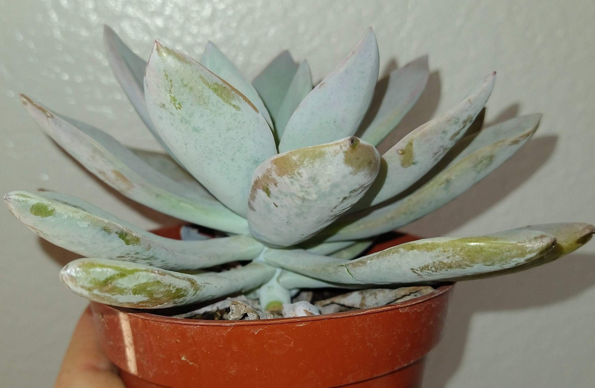 Echeveria 'Cante' hybrid 4" Live Succulent